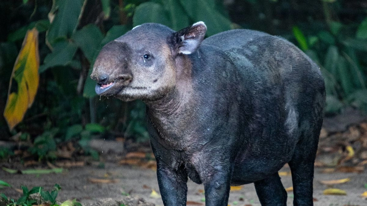 10 Must-Try Plant-Based Dishes to Taste in Central America