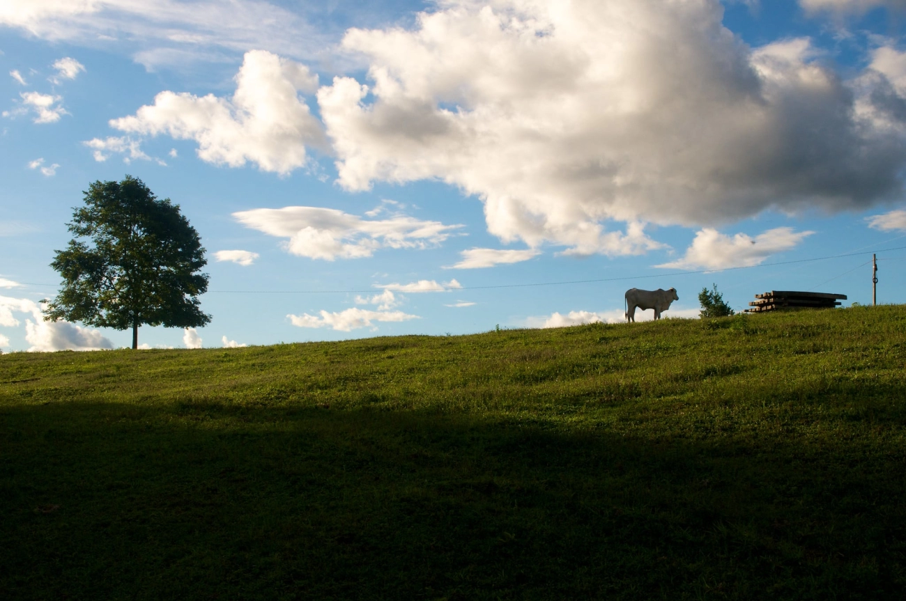 How Climate Influences Vegetarian Cuisine Across Latin America