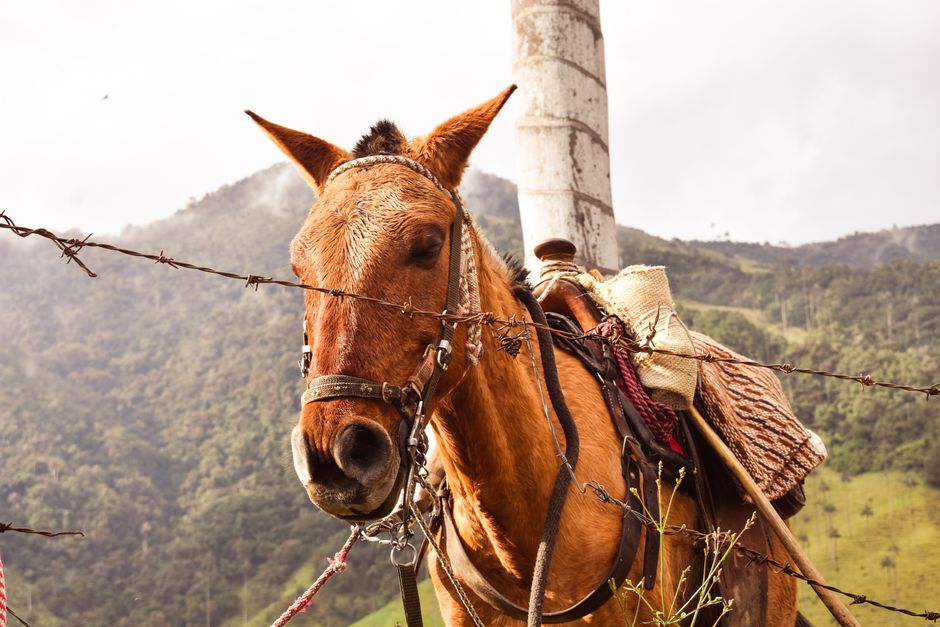 Close-up of a saddled horse near barbed wire in Cocora Valley, Colombia.