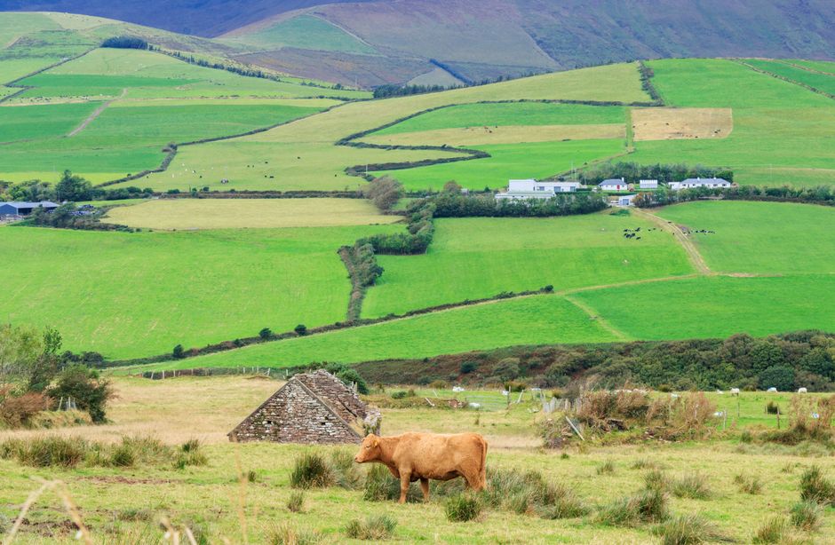 Vibrant green fields with grazing cow in County Kerry, Ireland. Picturesque landscape.