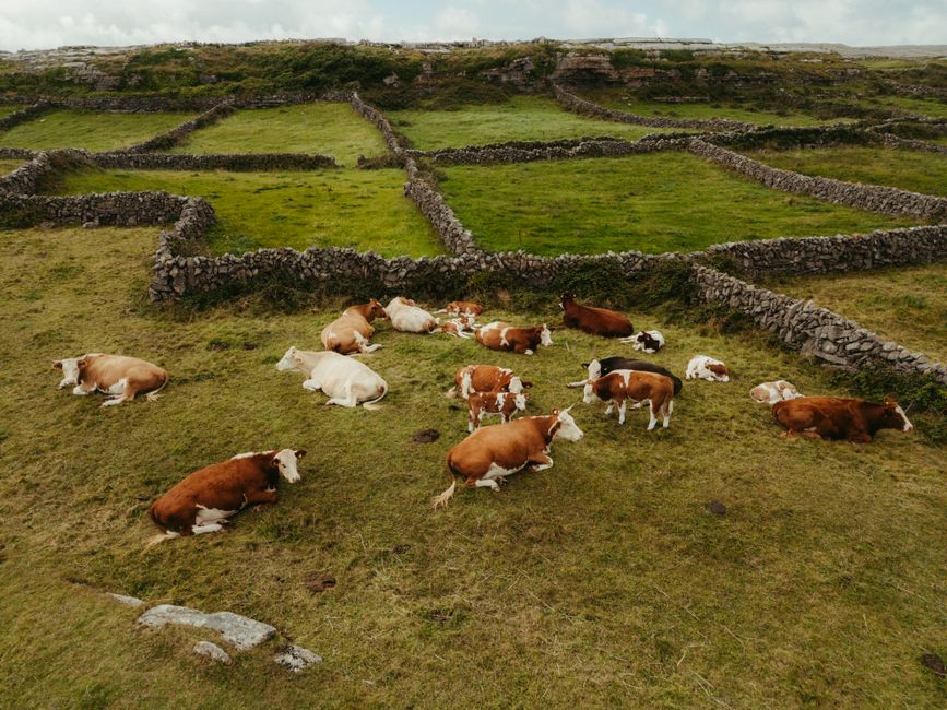 Drone shot of cows in stone-walled pastures in County Clare, Ireland.